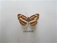 藏品(小環蛺蝶)的圖片